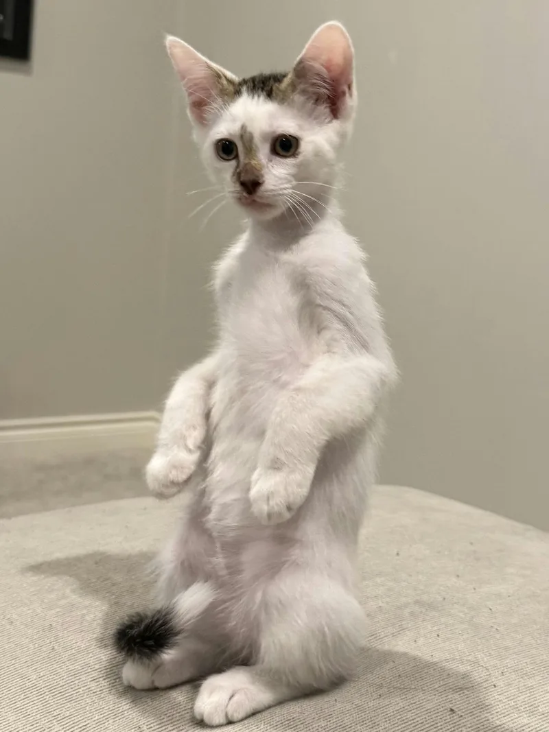 Nutmeg