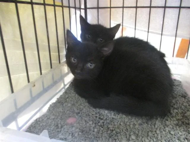 A baby small-sized male Domestic Short Hair cat named Popeye for adoption in Ocala, FL