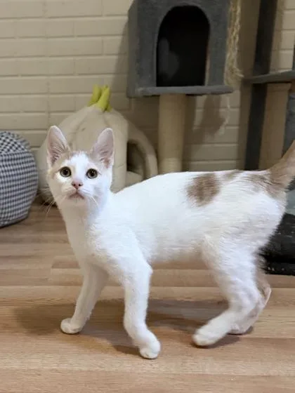 Purrzilla