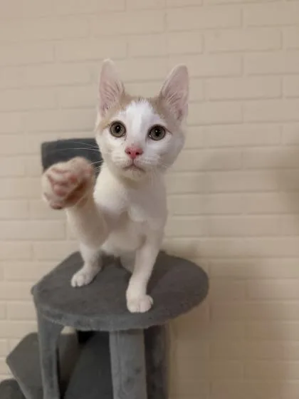 Purrzilla thumbnail 2