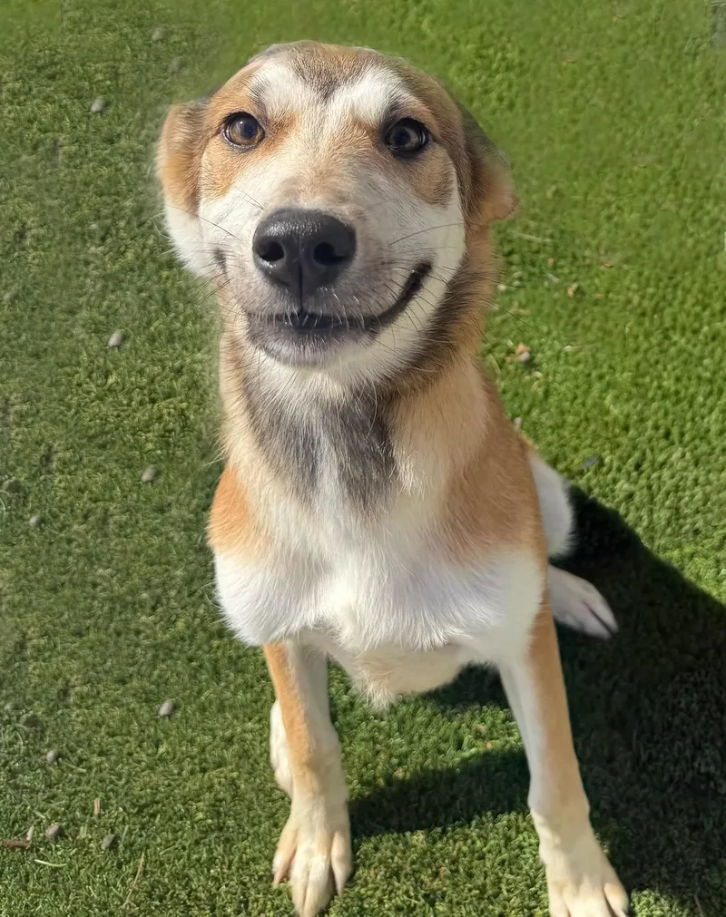 A young medium-sized female Siberian Husky dog named Mitsy for adoption in Newport Beach, CA