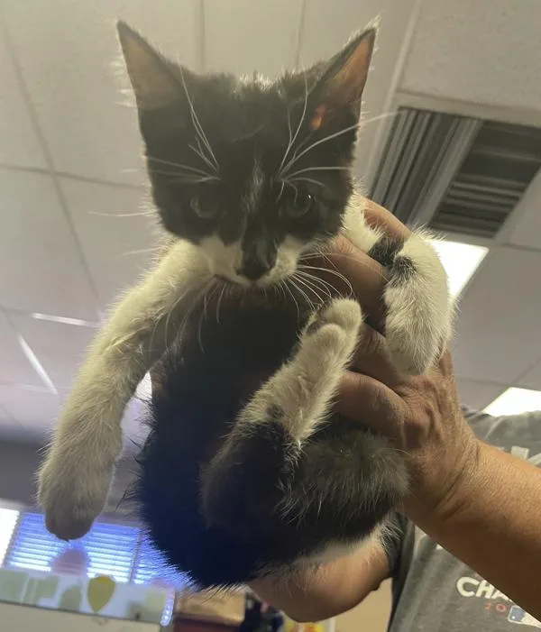 A baby small-sized male Domestic Short Hair cat named Dumpling for adoption in Victorville, CA