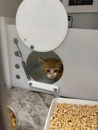 A baby small-sized male Domestic Short Hair cat named 819-26 for adoption in Cumming, GA