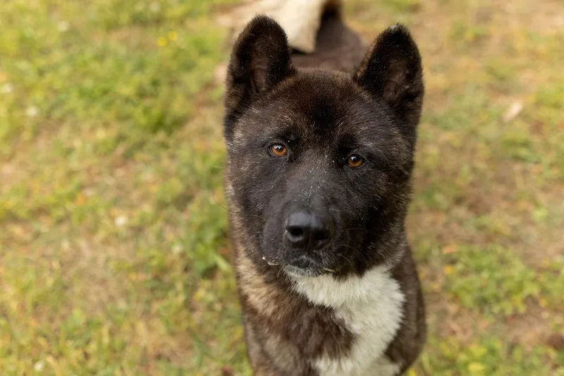 An adult large-sized male Akita dog named Paolo for adoption in Durham, NC