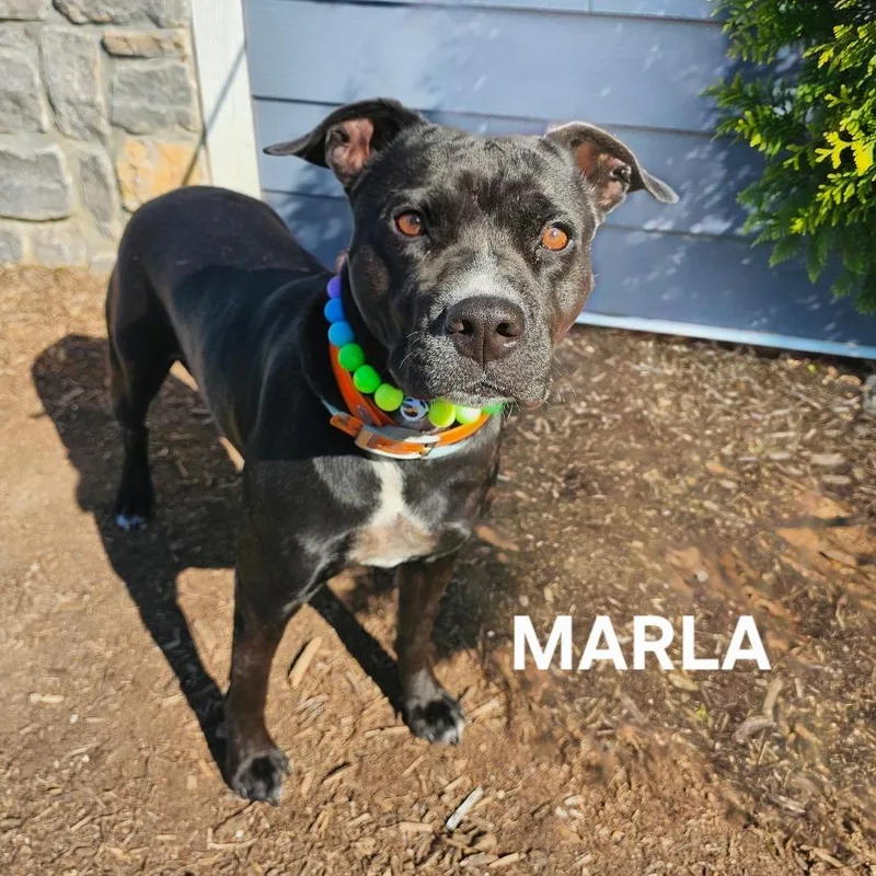 An adult medium-sized female Pit Bull Terrier dog named Marla for adoption in Madisonville, TN