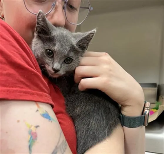 A baby medium-sized female Domestic Short Hair cat named Blossom for adoption in Boston, MA
