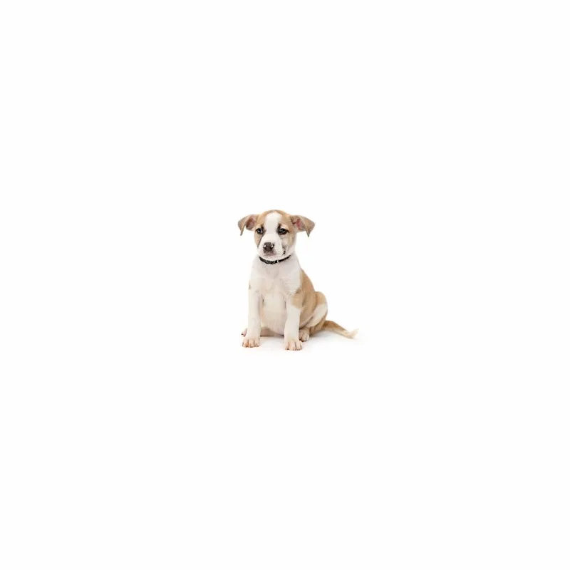 A baby small-sized female White / Cream Mixed Breed dog named Cheerleader for adoption in Playa Vista, CA