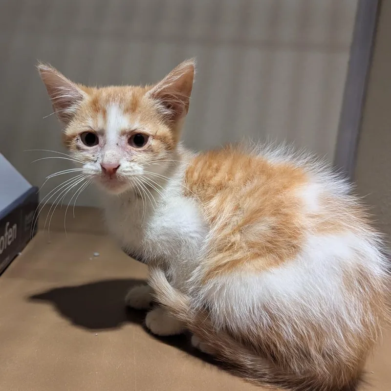 A baby small-sized female Orange / Red Domestic Short Hair cat named Tansy for adoption in Jeffersonville, IN