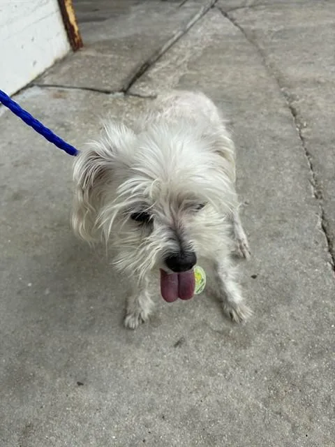 An adult small-sized male Maltese dog named Sony for adoption in Miami, FL