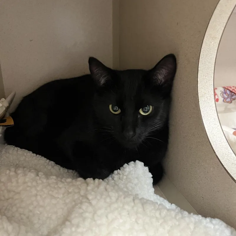 A young medium-sized male Black Domestic Short Hair cat named Yamaha for adoption in Durango, CO