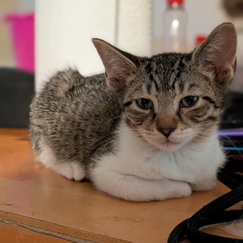 A baby small-sized female White Domestic Short Hair cat named Sol for adoption in West Palm Beach, FL