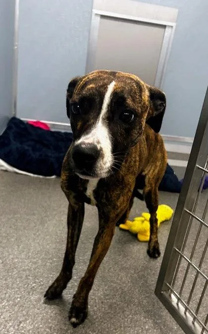 An adult large-sized female Mixed Breed dog named Sofie for adoption in Munster, IN