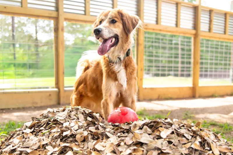 Danny  Co thumbnail 3