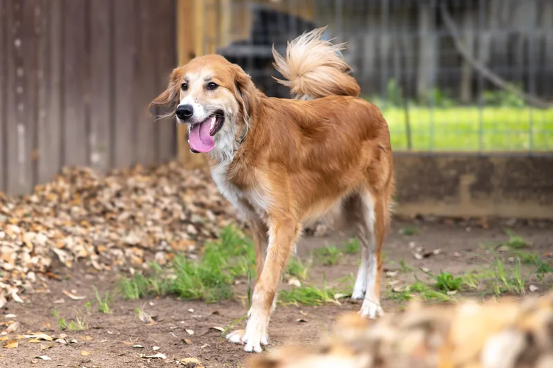 Danny  Co thumbnail 5