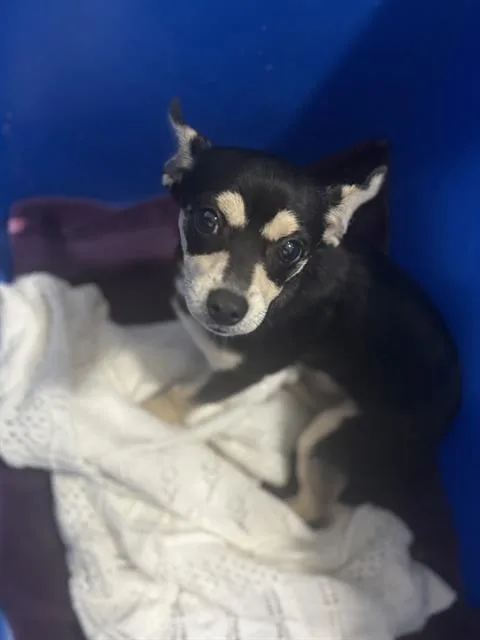 A young small-sized male Mixed Breed dog named Blue for adoption in Dallas, TX