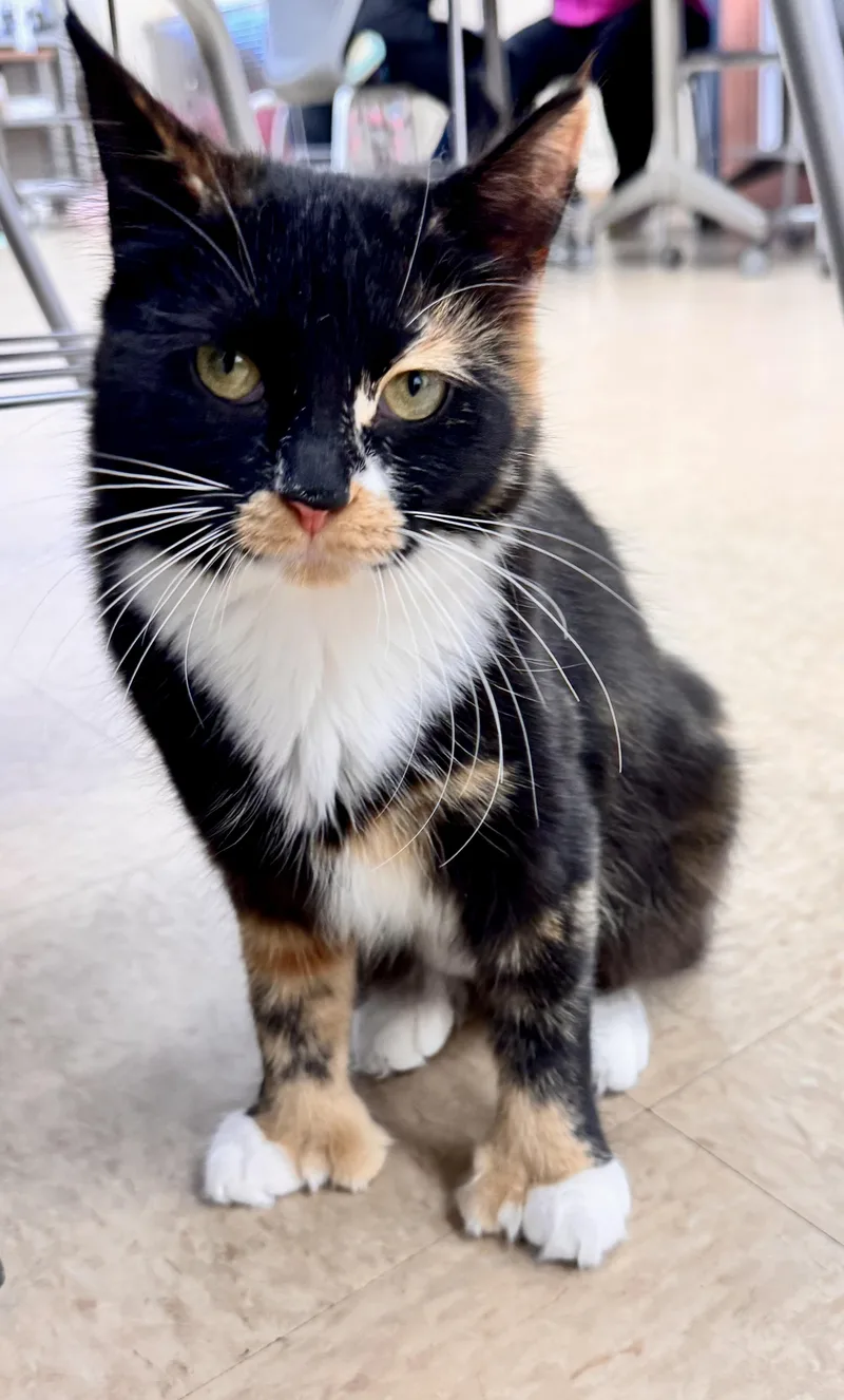 A young medium-sized female Tortoiseshell Domestic Medium Hair cat named Elizabeth Thumbs for adoption in Erie, PA