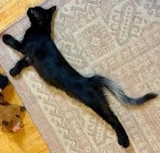 A baby small-sized male Black Domestic Short Hair cat named Brunson & Shuri BONDED for adoption in New Rochelle, NY