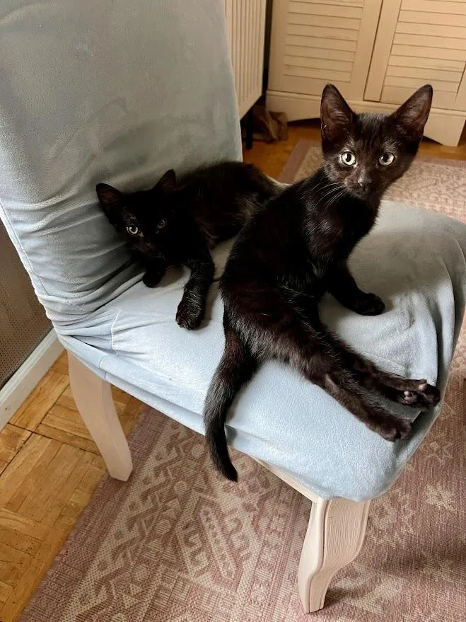 Brunson & Shuri BONDED thumbnail 3