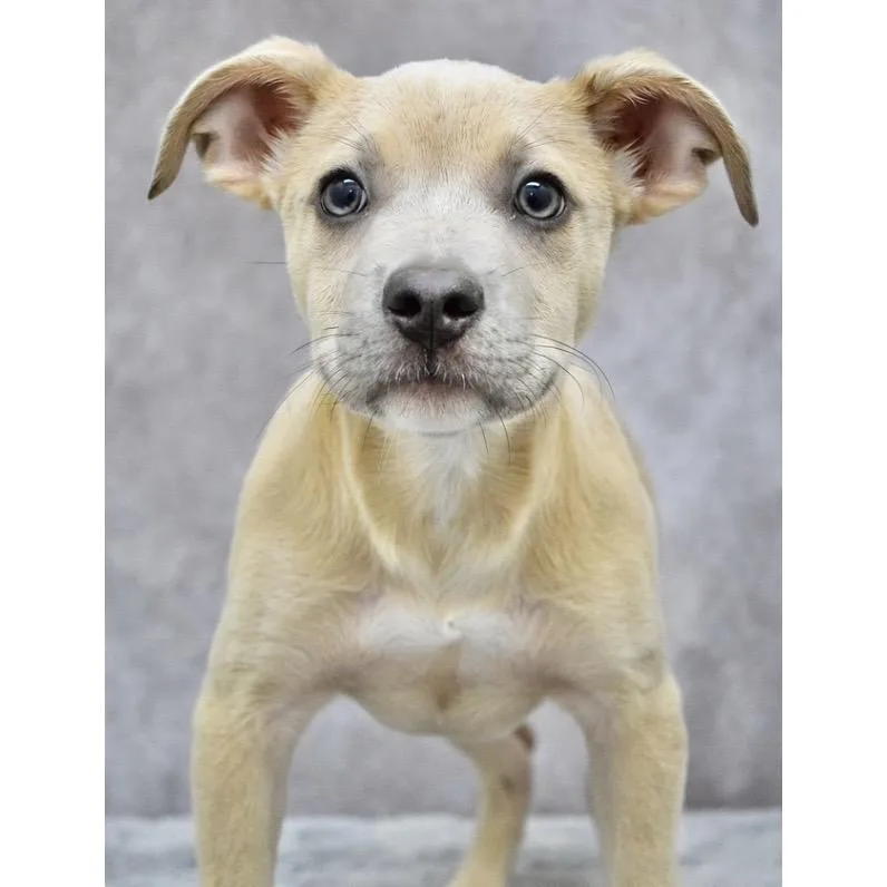 A baby small-sized male Yellow / Tan / Blond / Fawn Terrier dog named Terrance Ecas for adoption in Pleasanton, CA