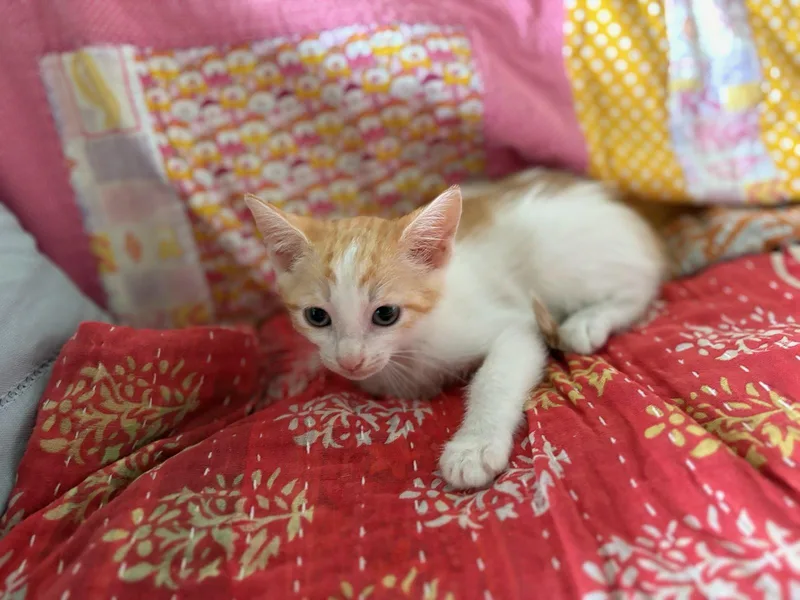 A baby small-sized male Domestic Short Hair cat named Sunkist for adoption in Honolulu, HI