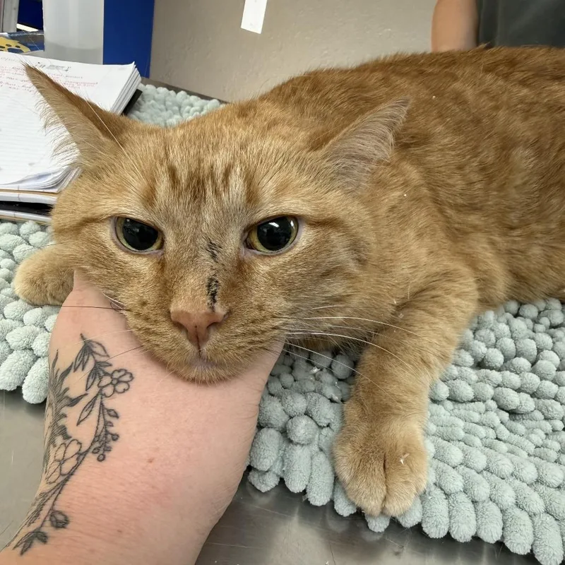 A senior large-sized male Orange / Red Domestic Short Hair cat named Mooshashi for adoption in Coralville, IA