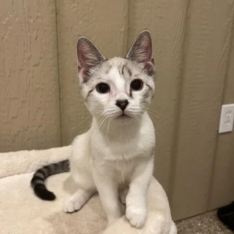 A baby small-sized male Cream / Ivory Domestic Short Hair cat named Garth for adoption in Abingdon, MD
