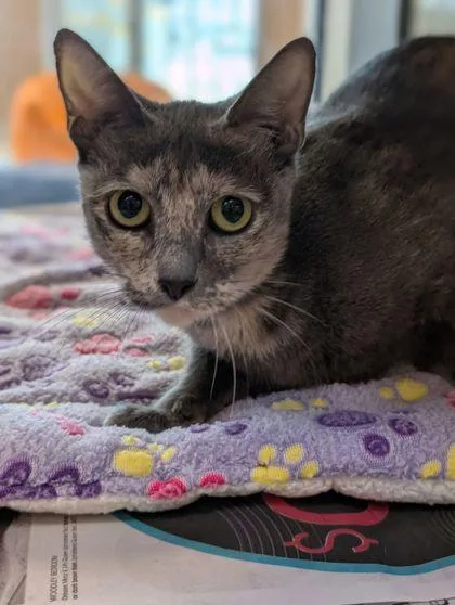 A baby small-sized female Domestic Short Hair cat named Lavender for adoption in Mansfield, TX