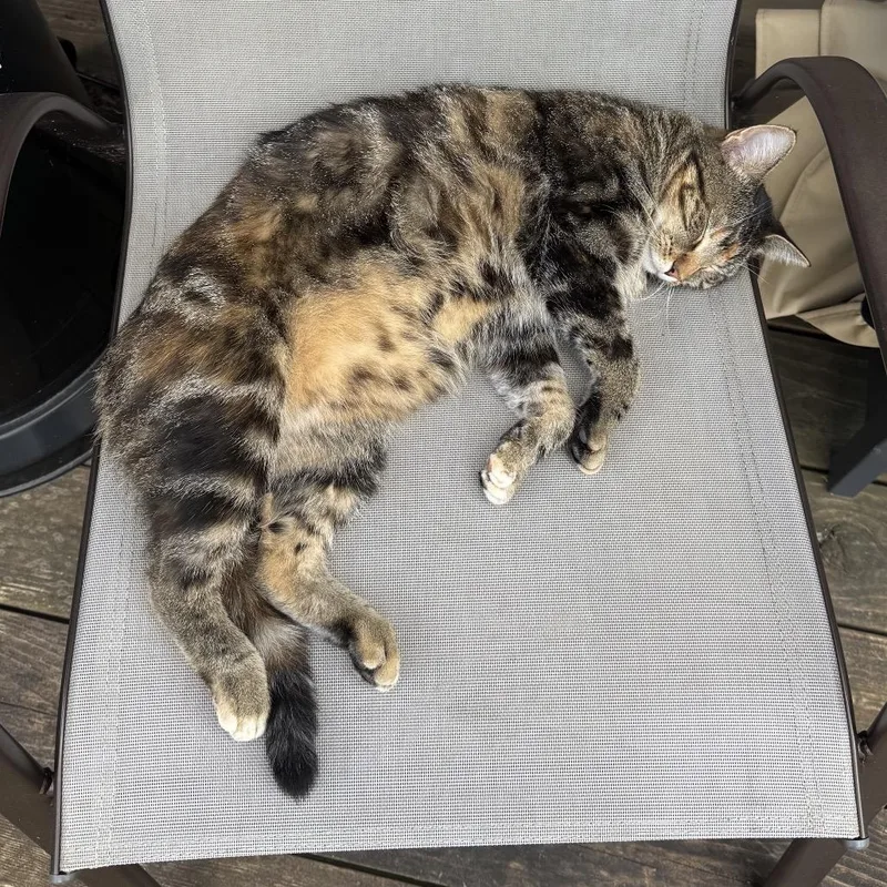 Coco Is Lost thumbnail 2