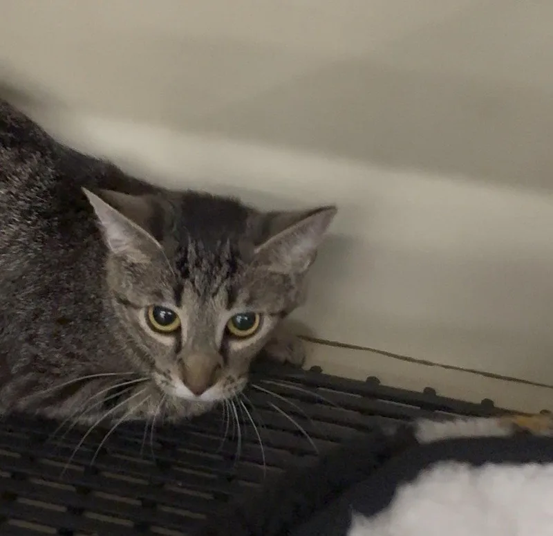 A young medium-sized female Tabby cat named Bunnie for adoption in Cuyahoga Falls, OH