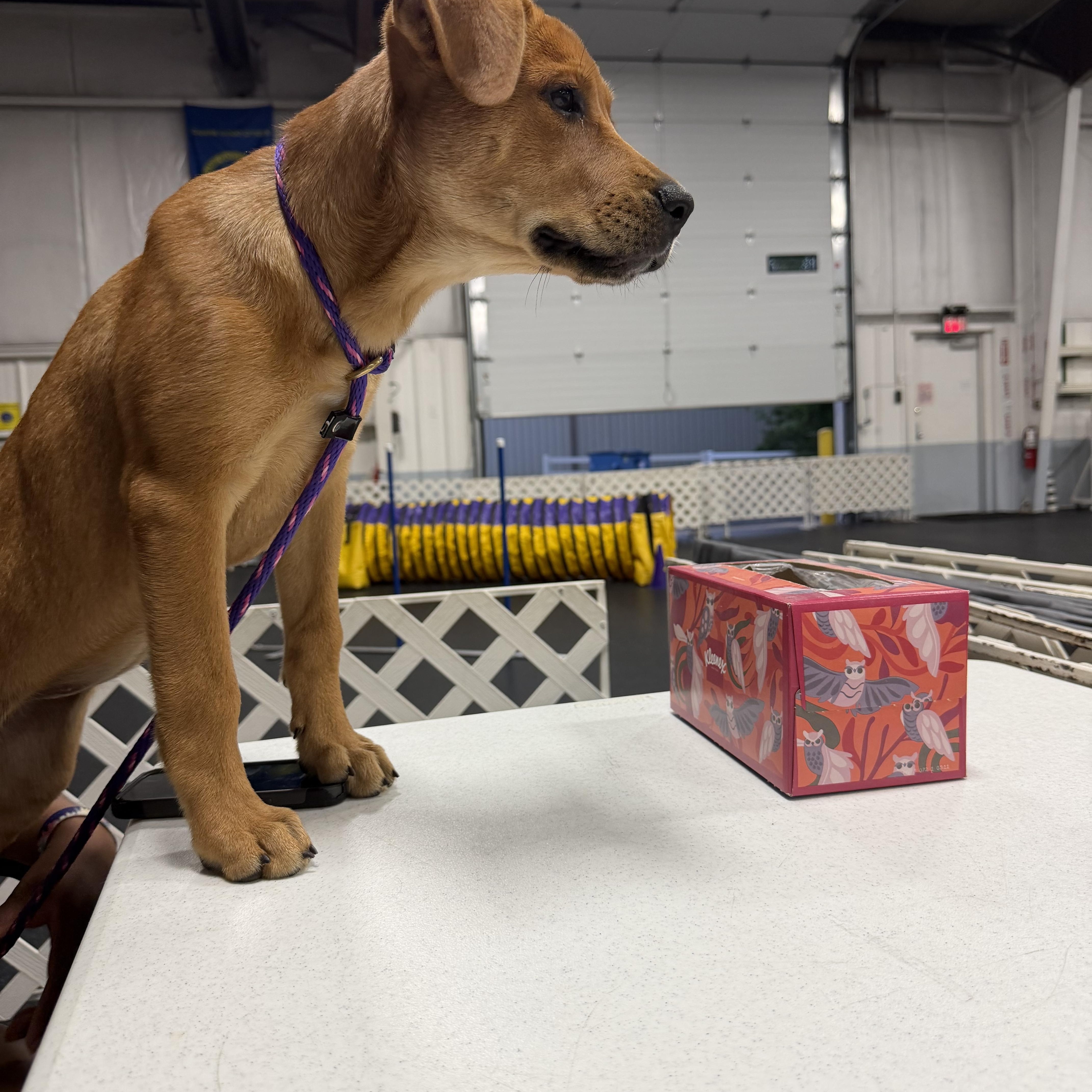 A young large-sized female Red / Chestnut / Orange Redbone Coonhound dog named Annie Oakley for adoption in Cincinnati, OH