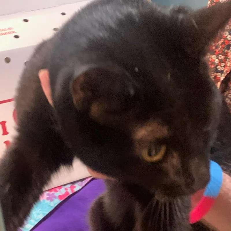 A young medium-sized female Black Domestic Short Hair cat named Cauldron for adoption in Baltimore, MD