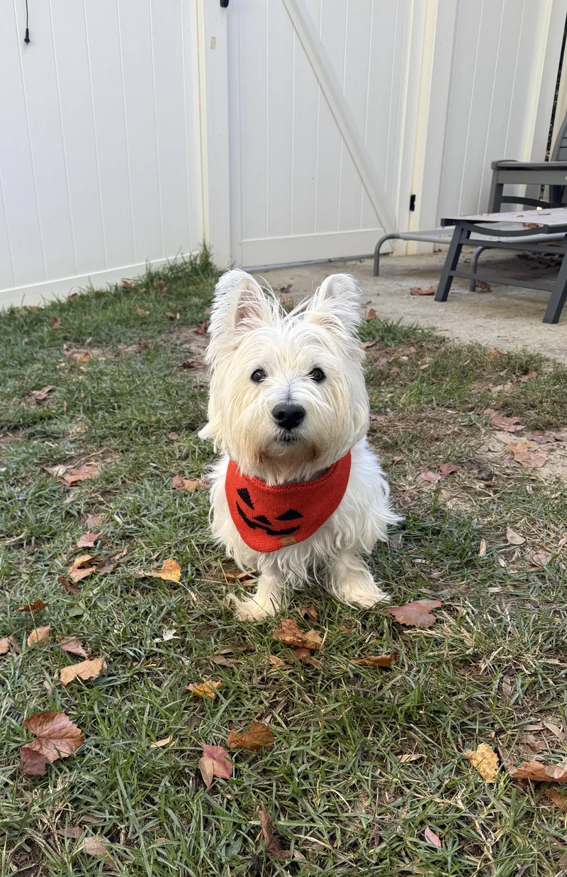 A senior small-sized male White / Cream West Highland White Terrier / Westie dog named Bruce for adoption in Sumter, SC
