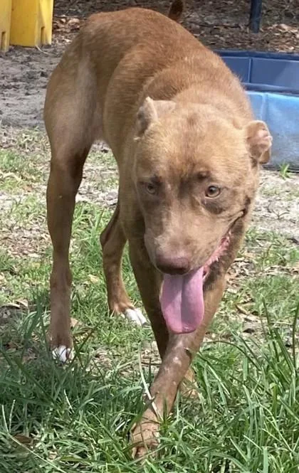 A young medium-sized female Pit Bull Terrier dog named Zebra for adoption in Conway, SC