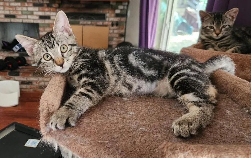 A baby medium-sized female Tabby (Brown / Chocolate) Domestic Short Hair cat named Blueberry for adoption in Oceanside, CA