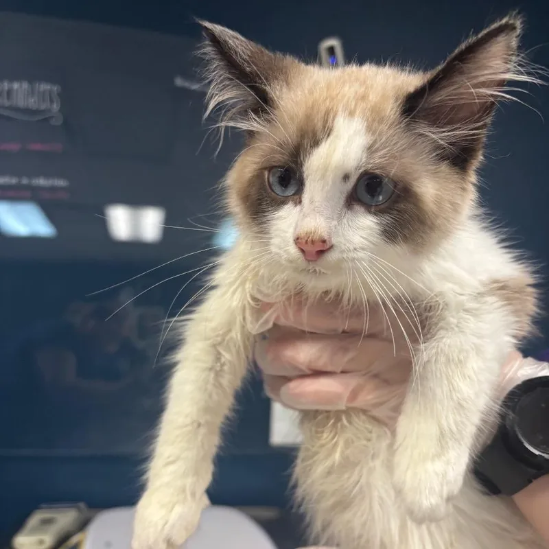 A baby small-sized male White Ragdoll cat named Rocket for adoption in Newark, NJ