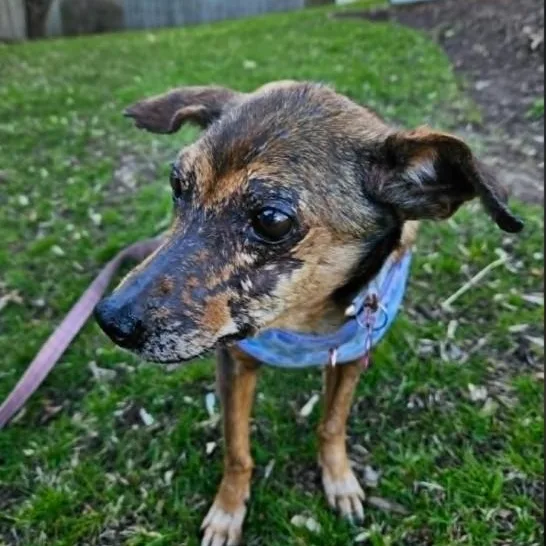 An adult medium-sized female Black Terrier dog named Sassy for adoption in Barrington Hills, IL