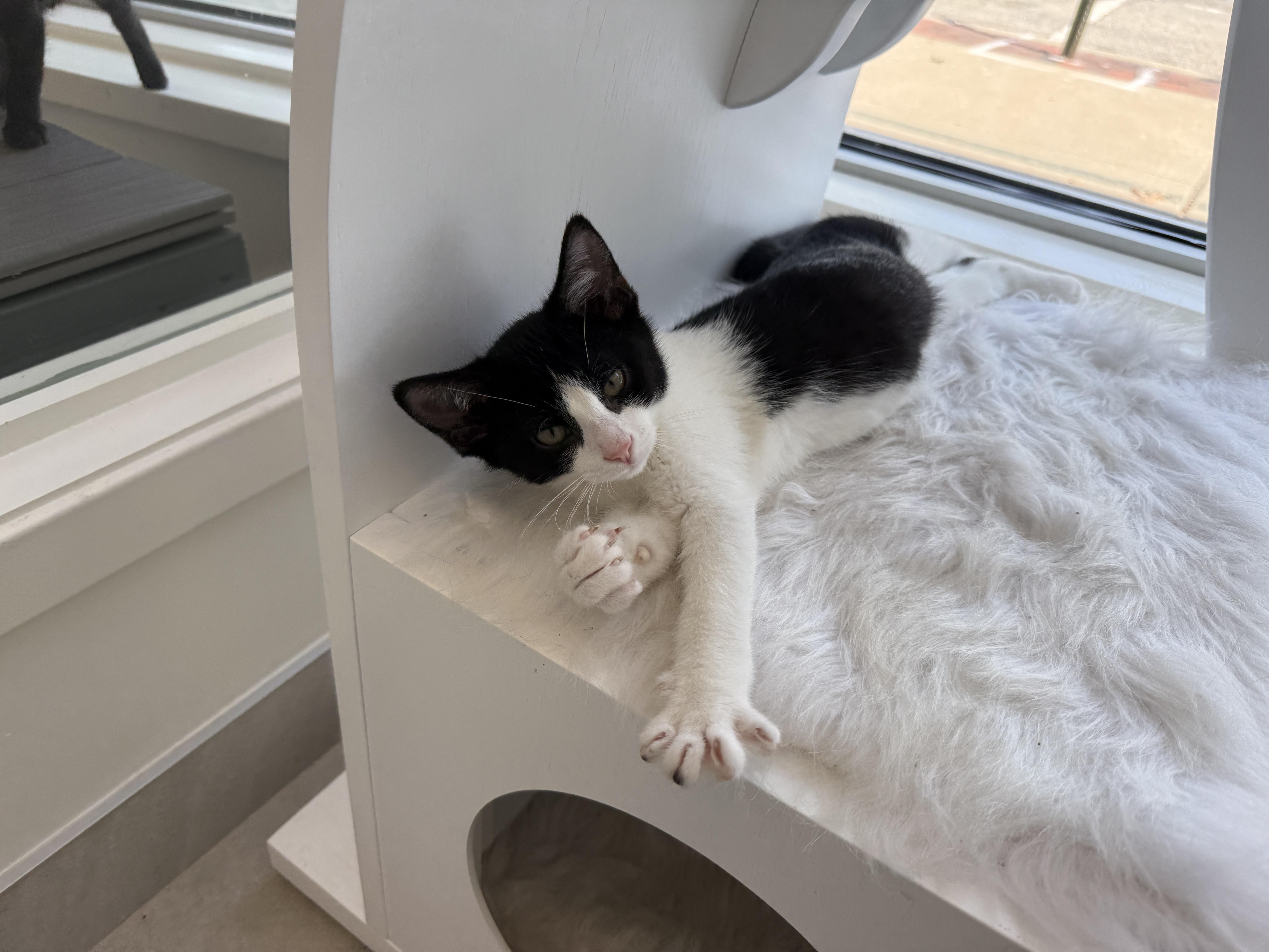 A baby medium-sized female Domestic Short Hair cat named Boba for adoption in Evanston, IL