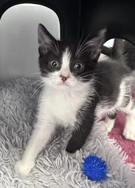 A baby small-sized male Domestic Short Hair cat named Butter for adoption in Ontario, CA