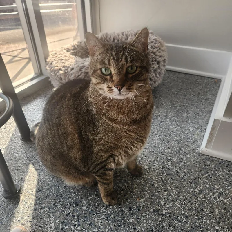 An adult extra large-sized female Brown / Chocolate Domestic Short Hair cat named Layla for adoption in Nashville, TN