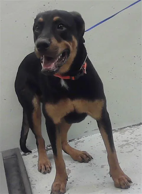 A young medium-sized female Rottweiler dog named A for adoption in Houston, TX