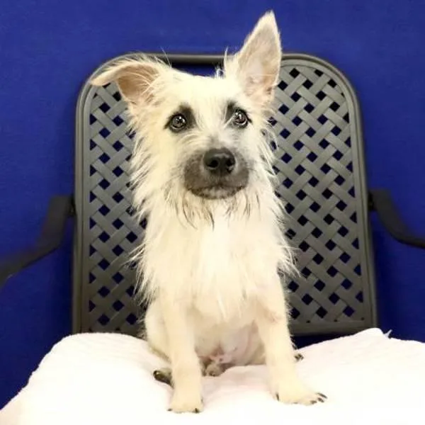 An adult small-sized female Terrier dog named Mars for adoption in Fort Davis, TX