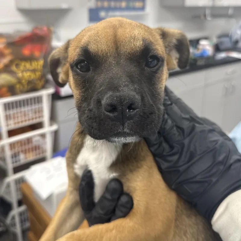 A baby medium-sized male Brown / Chocolate Labrador Retriever dog named French Fry for adoption in Lakeland, FL