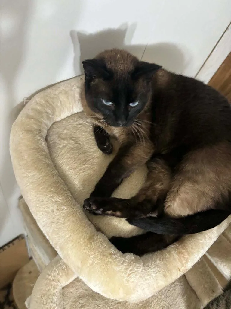An adult medium-sized male Siamese cat named Boo for adoption in Cromwell, KY