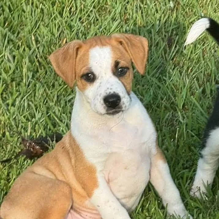 A baby medium-sized female Pit Bull Terrier dog named Honey for adoption in Meridian, MS