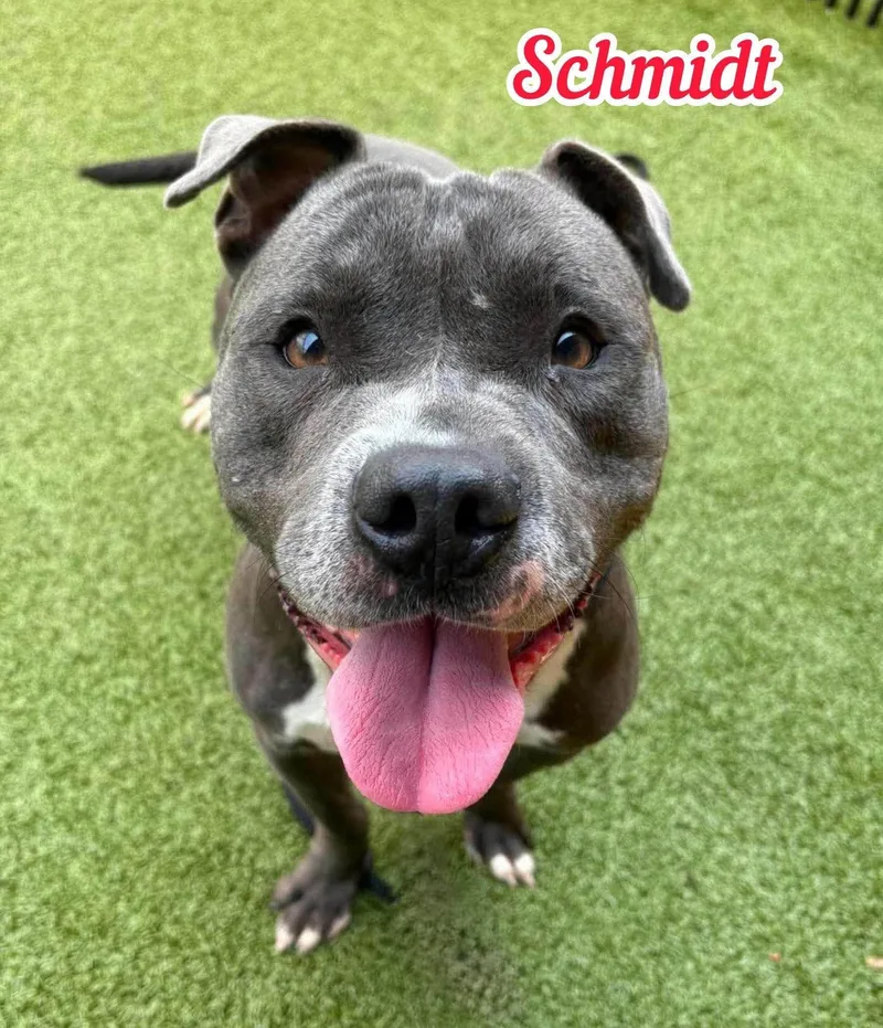 An adult large-sized male Gray / Blue / Silver Mixed Breed dog named Schmidt for adoption in Flint, MI