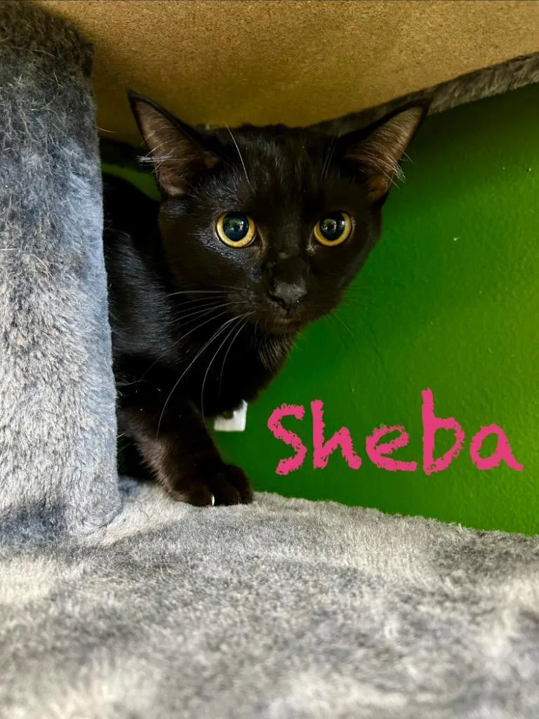 A baby small-sized female Domestic Short Hair cat named Sheba for adoption in West Union, OH