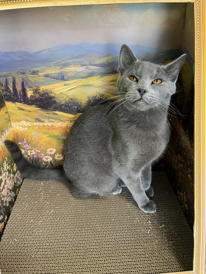 An adult medium-sized male Gray / Blue / Silver Domestic Short Hair cat named Pippin for adoption in Richmond, KY