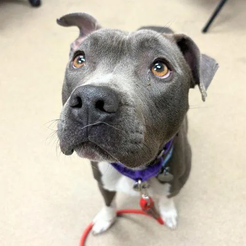 A young medium-sized male Pit Bull Terrier dog named Tadpole for adoption in Aurora, CO