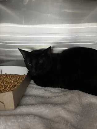A young medium-sized male Black Domestic Medium Hair cat named Quebec for adoption in El Paso, TX