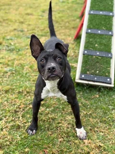 An adult medium-sized female Pit Bull Terrier dog named Rita for adoption in Riverside, CA